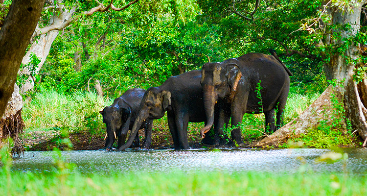 Experience Sri Lanka’s Amazing Wildlife